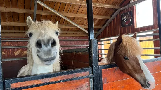 Sturlureykir Horses/Visiting HorseFarm