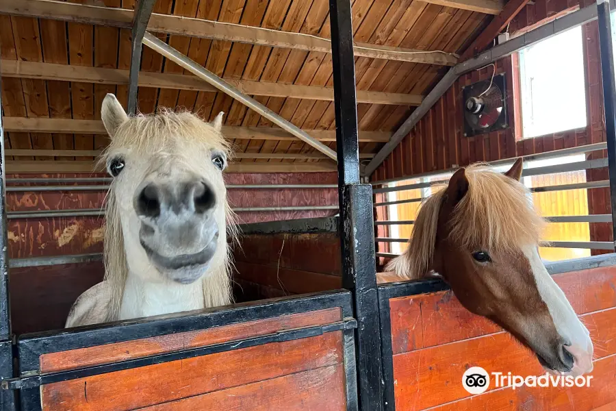 Sturlureykir Horses/Visiting HorseFarm