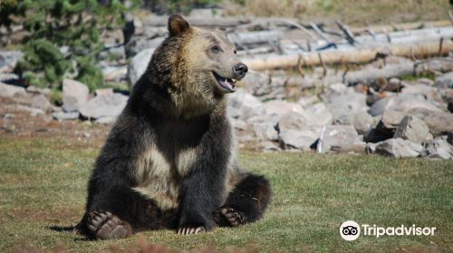 Grizzly & Wolf Discovery Center