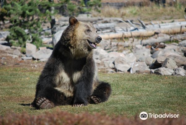 Grizzly & Wolf Discovery Center
