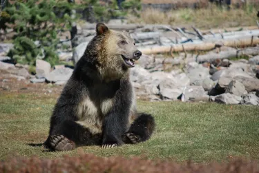 Grizzly & Wolf Discovery Center