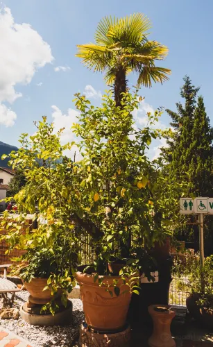 Der Zitrusgarten