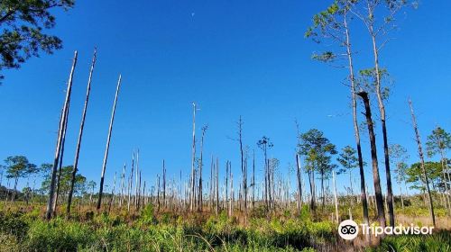 Tiger Creek Preserve