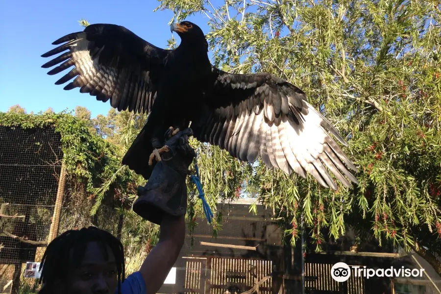 Eagle Encounters