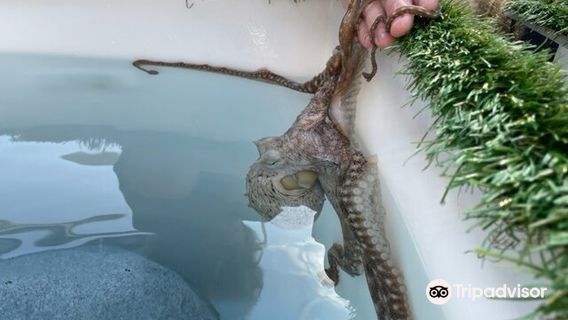 Kanaloa Octopus Farm