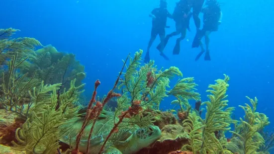 Akumal Dive Adventures