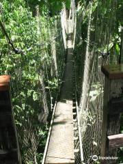 Falealupo Canopy Walk