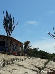 Campo de Agave