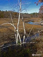 Norvin Green State Forest