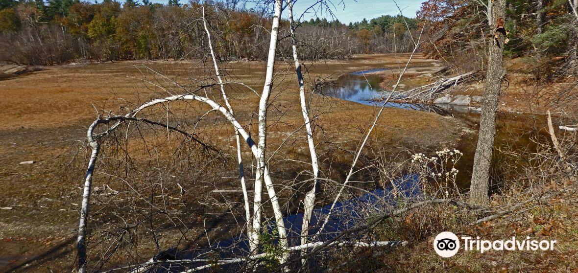 Things to Do in Bloomingdale in 2024 Top Attractions, Local Food