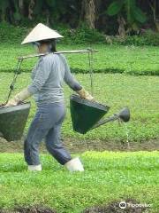 Cycling Danang Countryside and Discovering How to Make Rice