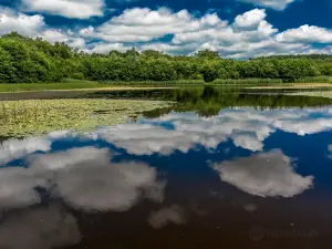 Penllergaer Valley Woods