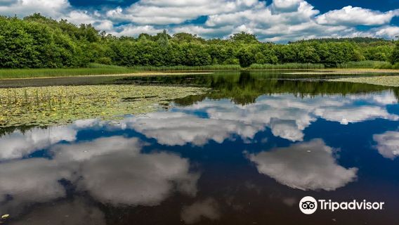 Penllergare Valley Woods