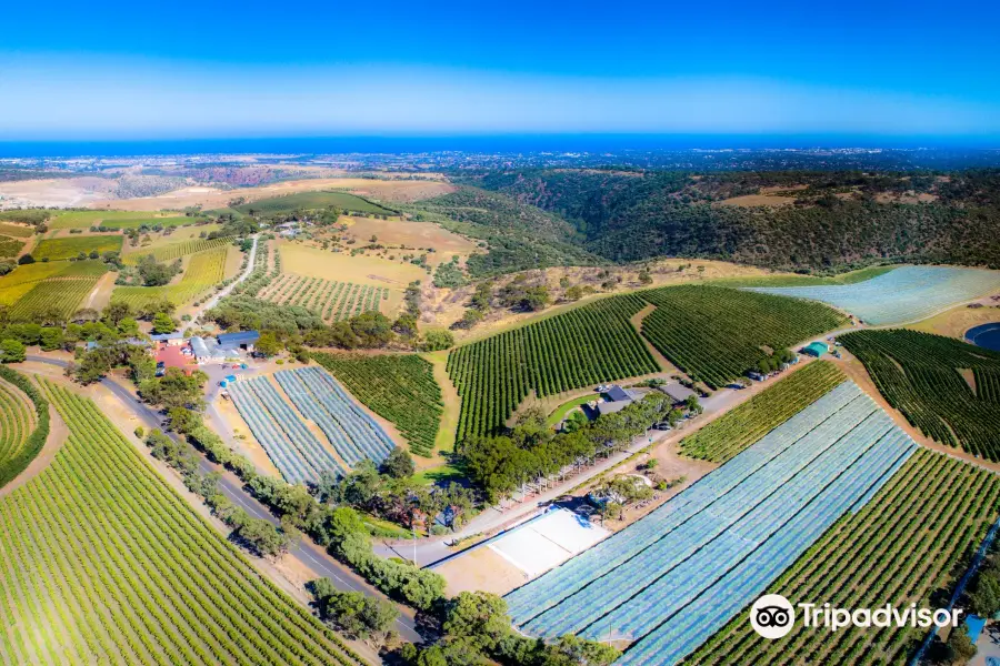 Chapel Hill Winery Tasting Room