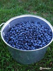 Holcomb's Blueberries