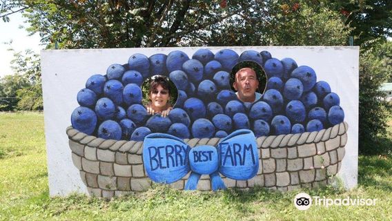 Berry Best Farm Blueberry Picking