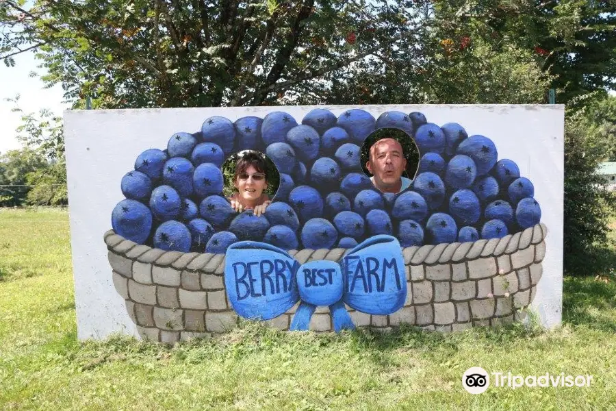 Berry Best Farm Blueberry Picking