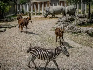 Zoo Schmiding / Museum - meeting of cultures