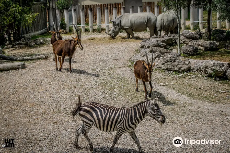 Zoo Schmiding / Museum - meeting of cultures