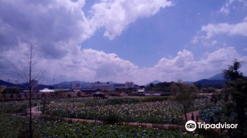 咸安蓮花主題公園