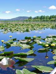 Wood River Wetland