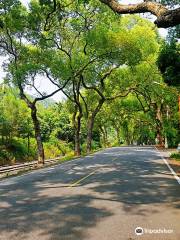 Jiji Green Tunnel