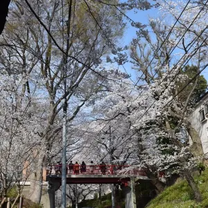 櫻坂