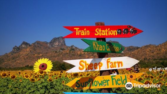 Khao Chin Lae Sunflower Field