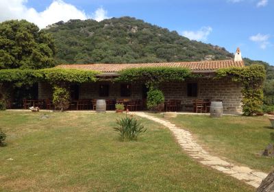 Piero Mancini Vineyards (Balajana Estate)