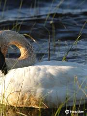 Seney National Wildlife Refuge