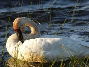 Заказник Сени Нешнел