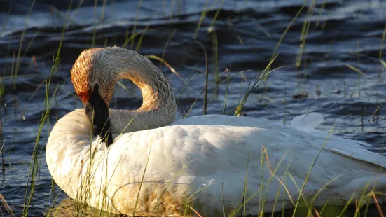 Seney National Wildlife Refuge