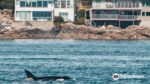 Prince of Whales Whale & Marine Wildlife Adventures