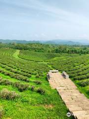 Choui Fong Tea Plantation