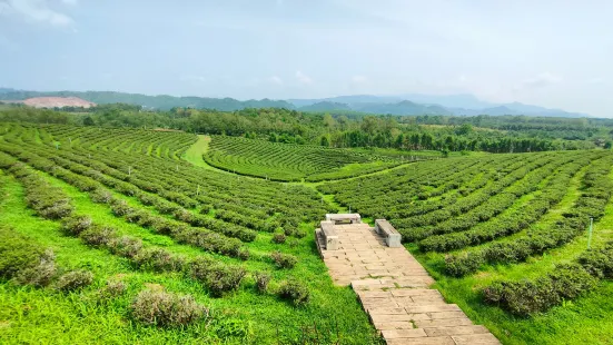 Choui Fong Tea Plantation