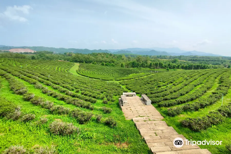 Choui Fong Tea Plantation