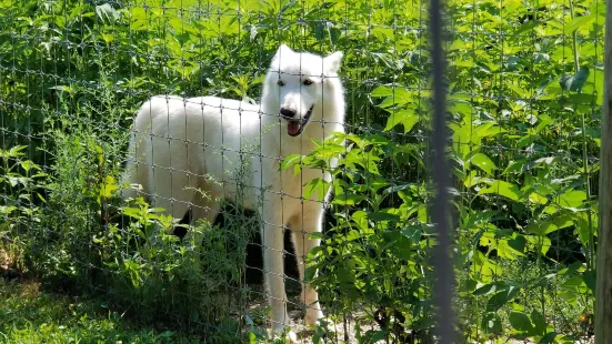 Wolf Sanctuary of PA