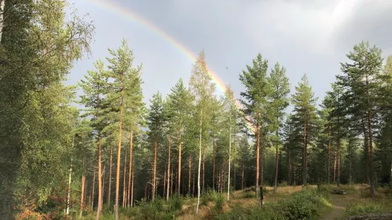 Kirkkovuori Nature Observation Tower