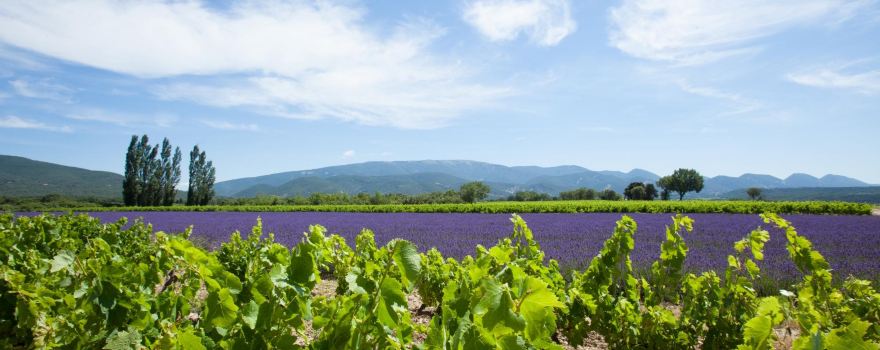 Domaine de Montine