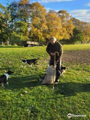 Working Sheepdogs