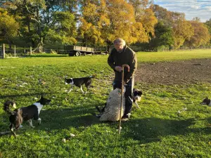 Working Sheepdogs