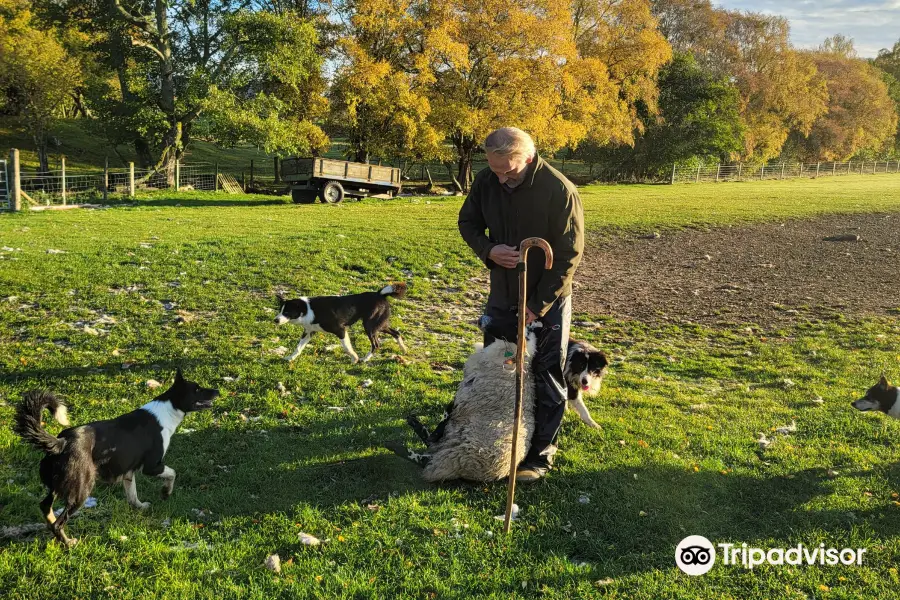 Working Sheepdogs