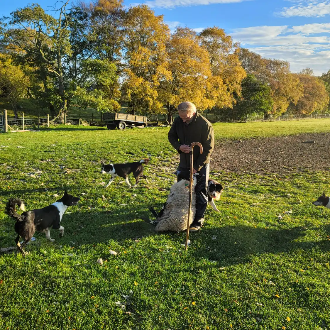 Hotels near Working Sheepdogs