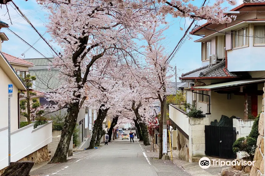 神戶市櫻花大道