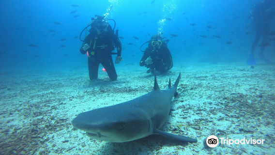 Macarron Scuba Diver