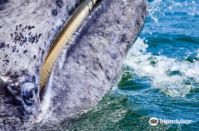 Whale Watch Cabo