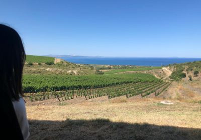 Tenuta Asinara - Wine Tasting