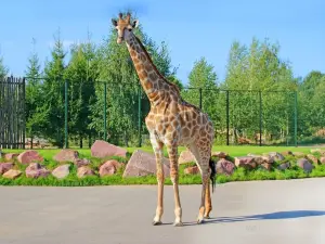 リムポポ・ゾオパルク