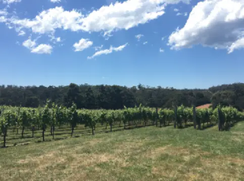 Darlington Vineyard
