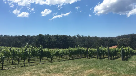 Darlington Vineyard